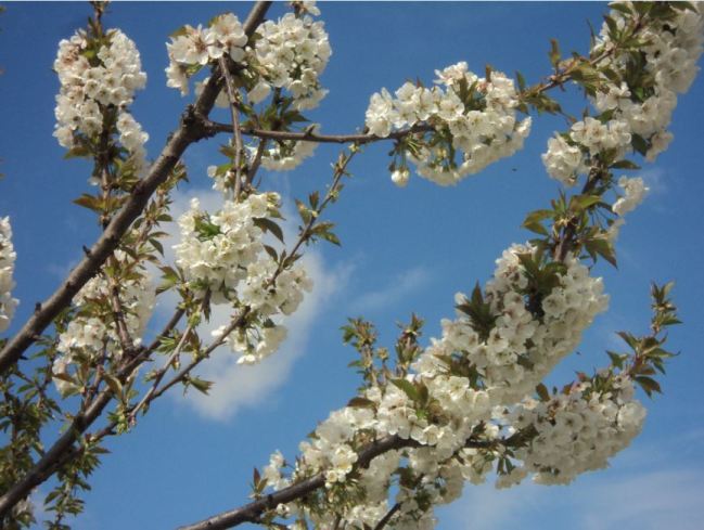 Cerisier en fleurs