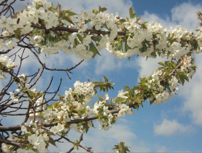 Cerisier en fleurs