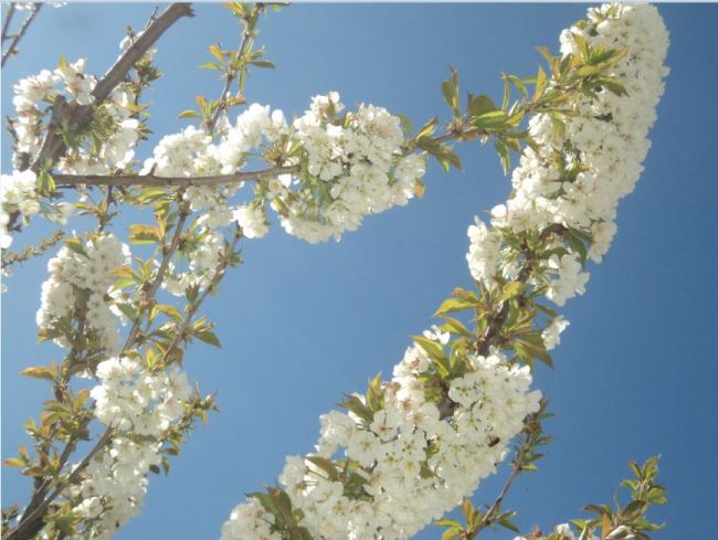 Cerisier en fleurs