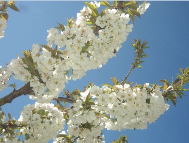 Cerisier en fleurs