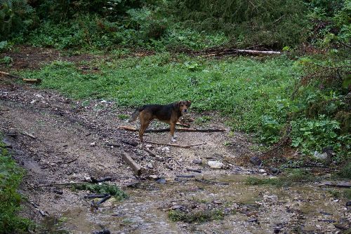 Sur les chemins de Brusnica