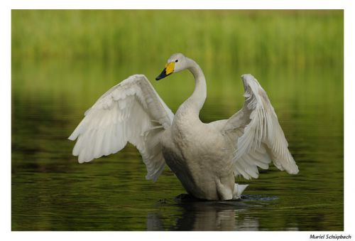 Cygne chanteur