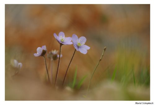 Hépatique à trois lobes (2)