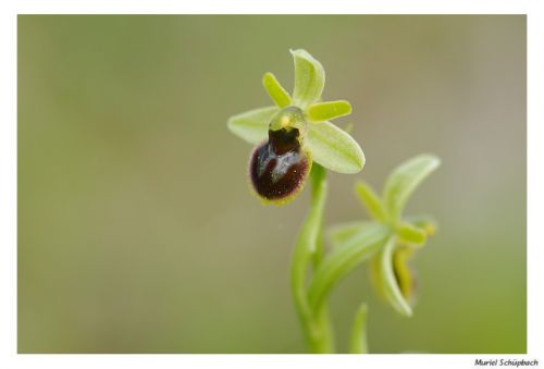 Ophrys araignée précoce