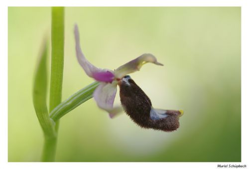 Ophrys aurélien
