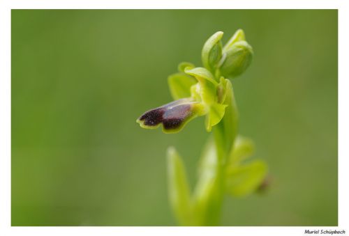 Ophrys silloné