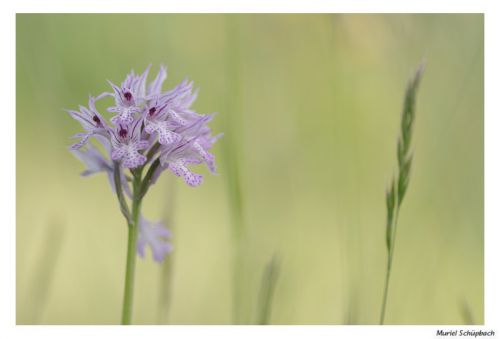 Orchis tridenté