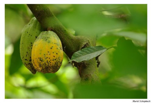 Cacao - Zona Cafetera et Ibague