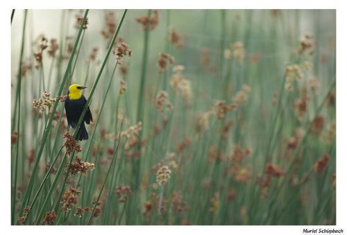 Yellow hooded blackbird - Carouge à capuchon