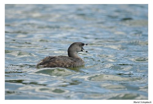 Pied billed grebe - Grèbe à bec bigarré