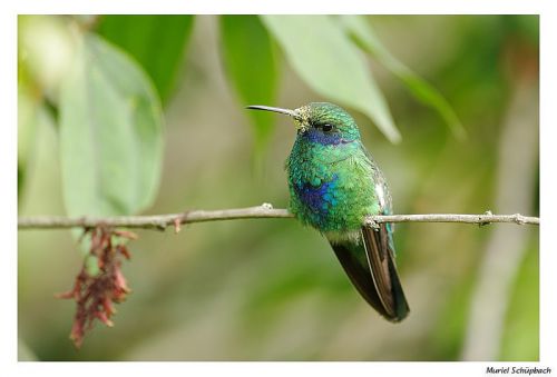 Sparkling violetar - Colobri anais