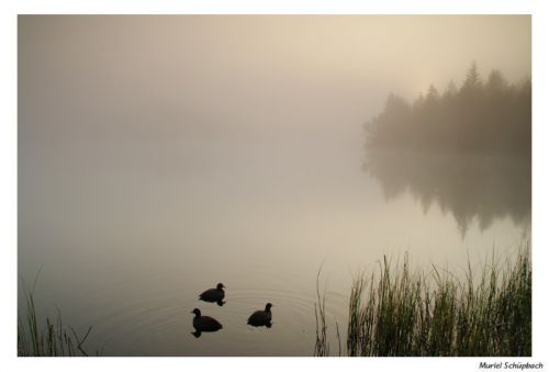 Etang de la Gruère 11