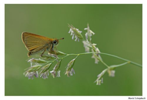 Papillon - Héspéridés  (Arolla)