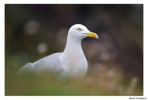 Goéland argenté