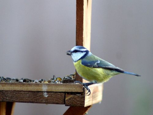 mésange bleue bis