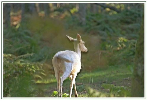 Petite biche albinos, délaissée par ses congénères !