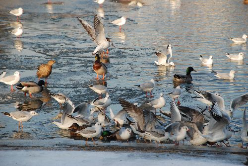 Les mouettes sur l'Yonne