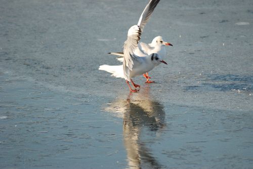 Pas de deux