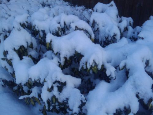 Les arbustes le long du grillage 20cm de neige