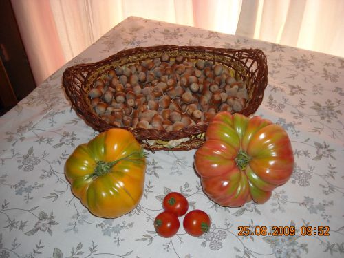 Le tomates de Natalia et de Fabrice