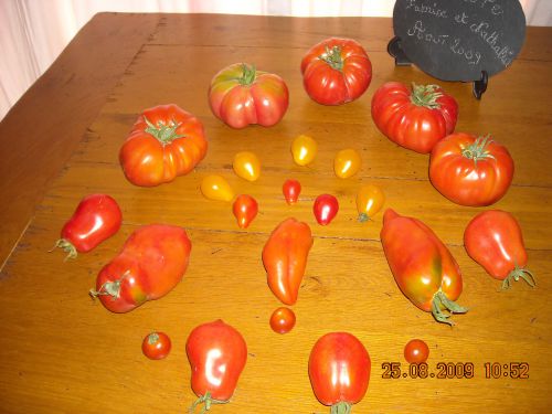 Les tomates de Jean-François