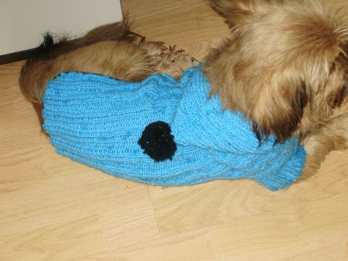 manteau tricoté avec capuche pour chien env 5 kilo500
