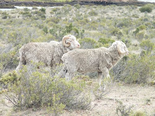 moutons de patagonie