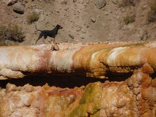 il n'y a plus que les chiens qui ont le droit de traverser le pont des incas