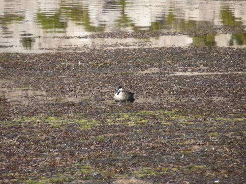 un canard au bec bleu sur le lac chungara