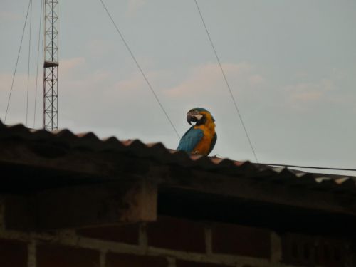 un perroquet sur les toits de la ville