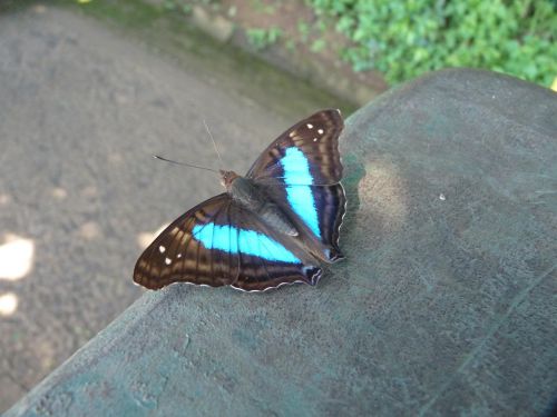 un papillon morpho