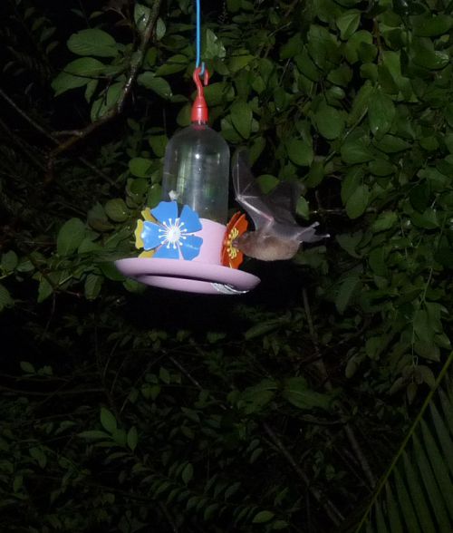 la nuit: des chauves souris qui contaminent le nectar des colibris 