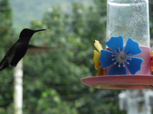 la journée, des colibris (et leur grande langue)
