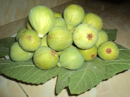 La saison des figues