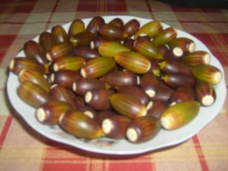 Glands, fruits de chêne vert