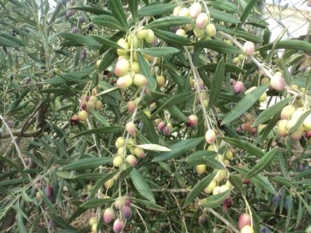 Branche d'olivier et ses olives