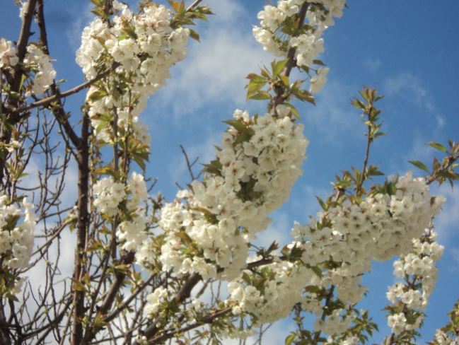 Cerisier en fleurs