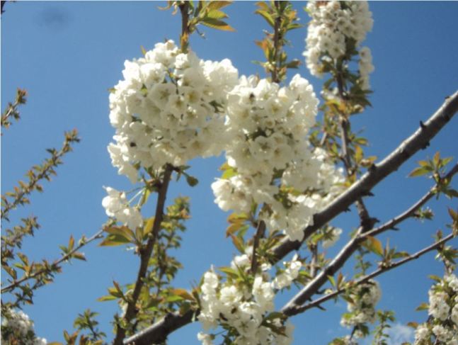 Cerisier en fleurs