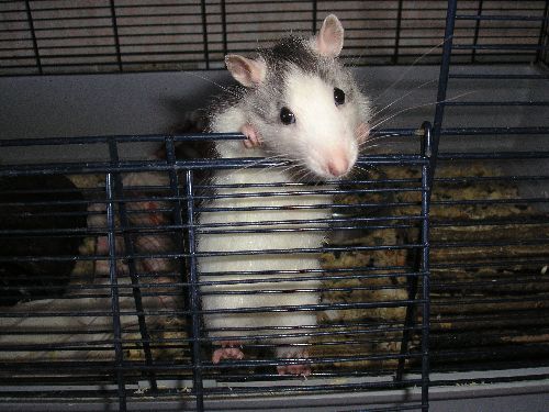 Mes rats !
