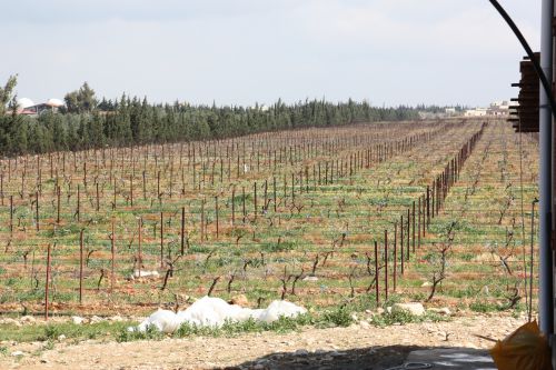 Domaine Al-Ard, 15 ha de vignes.