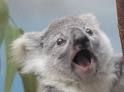 le koala