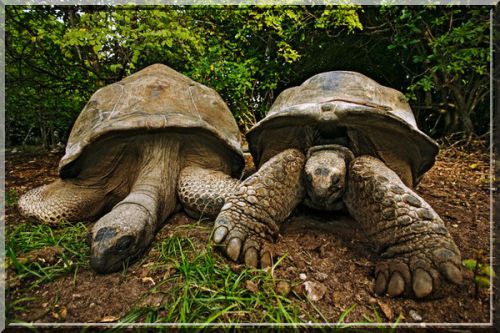 tortues géantes