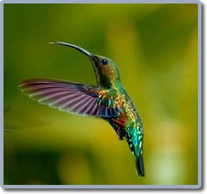 colibri