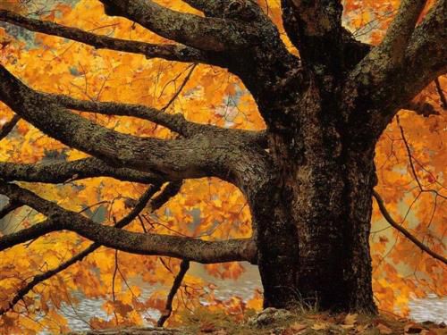 arbre automne 2
