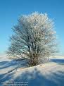 arbre en hiver 1