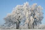 arbre en hiver 2