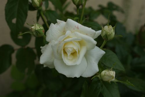 rose blanche