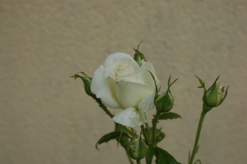 rose blanche 2