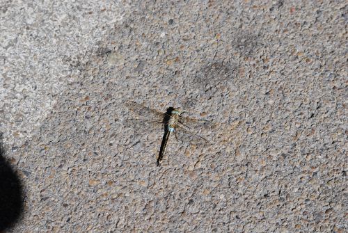 libellule Camarguaise  