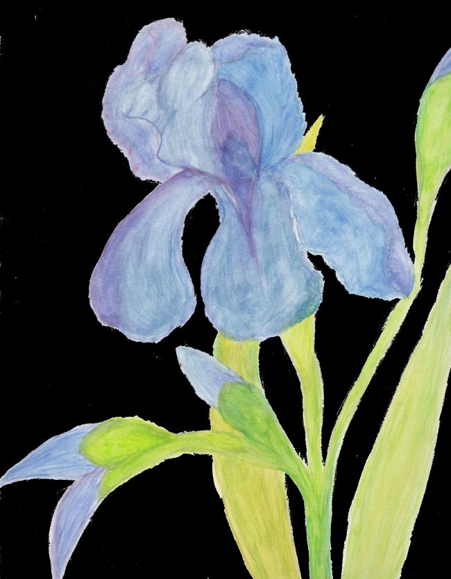 Iris pastel